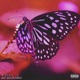 Options feat Sendflowrs Single