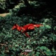 Red Fox