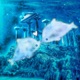 rettungsschwimmer Single
