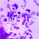 lavender pond Single