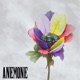 Anemone