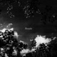 Parasite Single