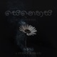 Senehasa feat Derick K4luu Single