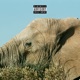 Needle In the Ocean Single