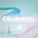 Chlorophyll Single