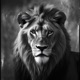 Mi león Single