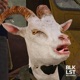 Scapegoat Single