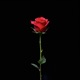 Maruva Single