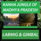 Kanha Jungle of Madhya Pradesh Single
