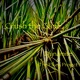 Crush the Cane feat The Pikey Project Single