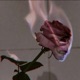 Burnt Roses Single