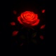 Radiance Single