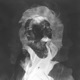 RVLTR Single