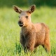 Apparition Baby Moose Song Single
