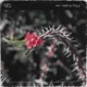 Velha Paz Single