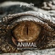 Animal Single