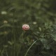 Clover Field Single