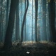 Hidden Trail Single