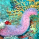 Sea Cucumber Single