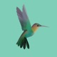 Hummingbird Single