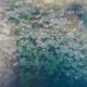 Morning Dew Single