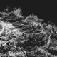 Immersion Single