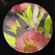 Camellia Single