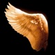 ICARUS Single