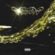 Widow feat Savage Bright Single