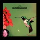 Hummingbird feat Spacejamz Single
