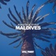 Maldives Single