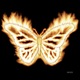 Motyl Single