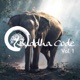 Buddha Code Vol 1