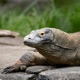 Lizards Single