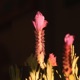 Lavender feat Tayla Single