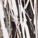 Vampire Blues Single