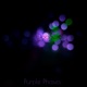 Purple Phases EP