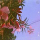 Champloo Single