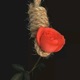 Fake Toch Single