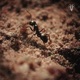SCAVENGER Single