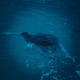 Drown Me Single
