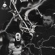 Danceswiththedead Single