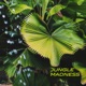 Jungle Madness