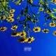 Sunrise Single
