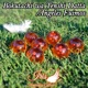 Bokutachi wa Tenshi Datta Ángeles Fuimos Single