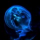 Jellyfish Single