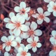 Flowers of Life Solfeggio Frequencies