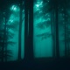 Shadow of the forest Single