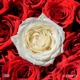 L amour Single