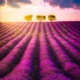 Golden Hour Chasing Lights Progressive House Remix Single